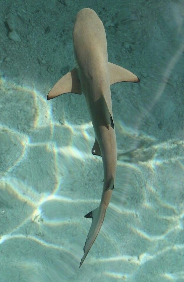 a black and white photo of a shark in the water