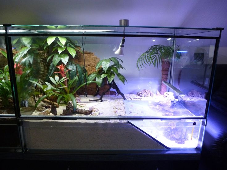 an aquarium with plants and rocks in it