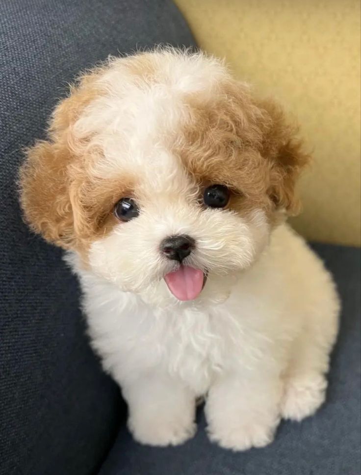 a small white and brown dog sitting on top of a couch