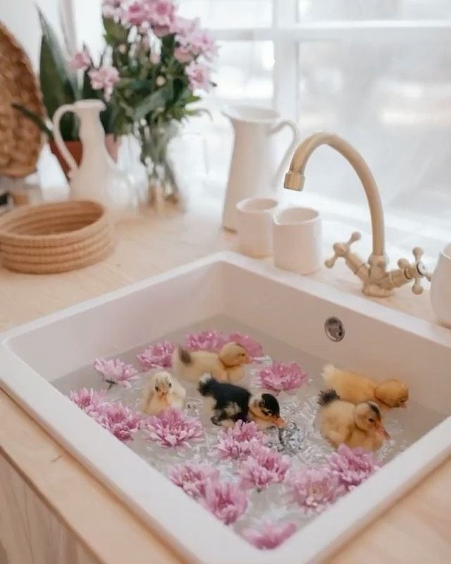 several small dogs in a bathtub with pink flowers