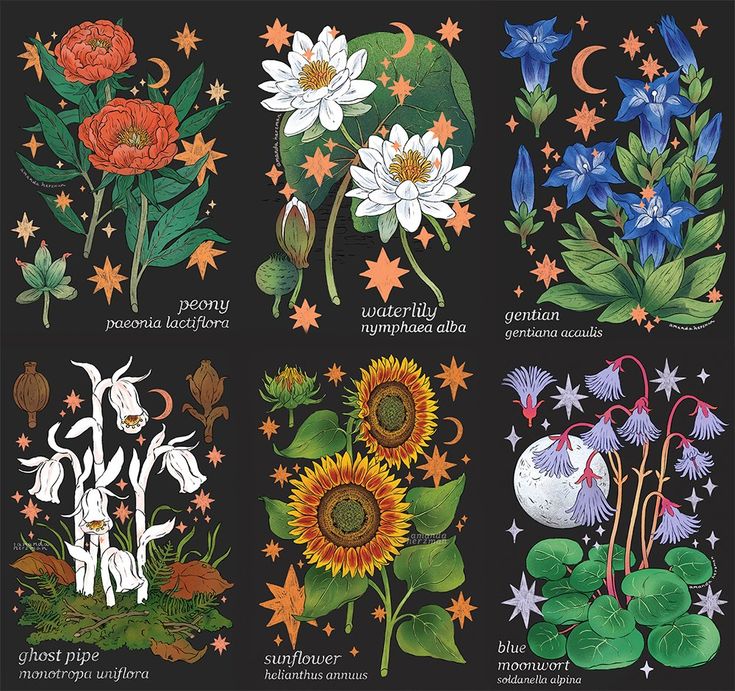 an image of different flowers and plants on a black background