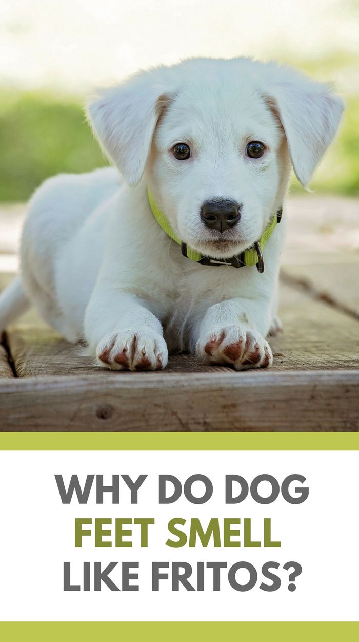 a white puppy sitting on top of a wooden floor next to a firework sign