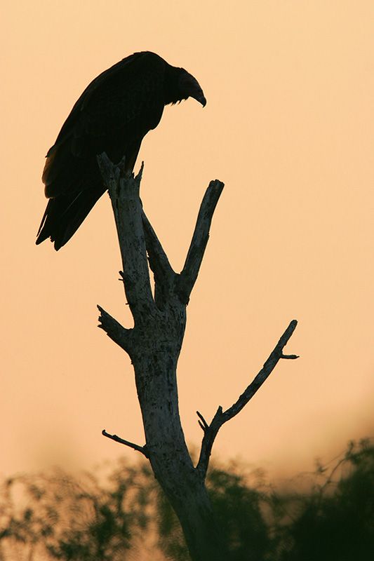 a large black bird perched on top of a tree branch at sunset or dawn in the background