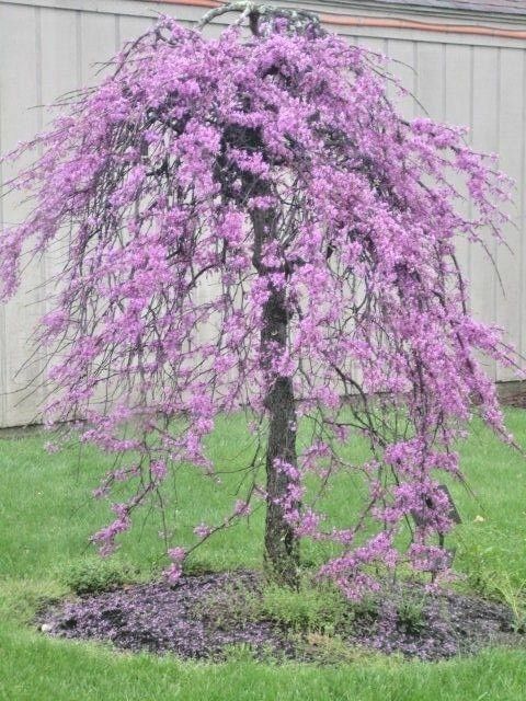 a small tree with purple flowers in the grass