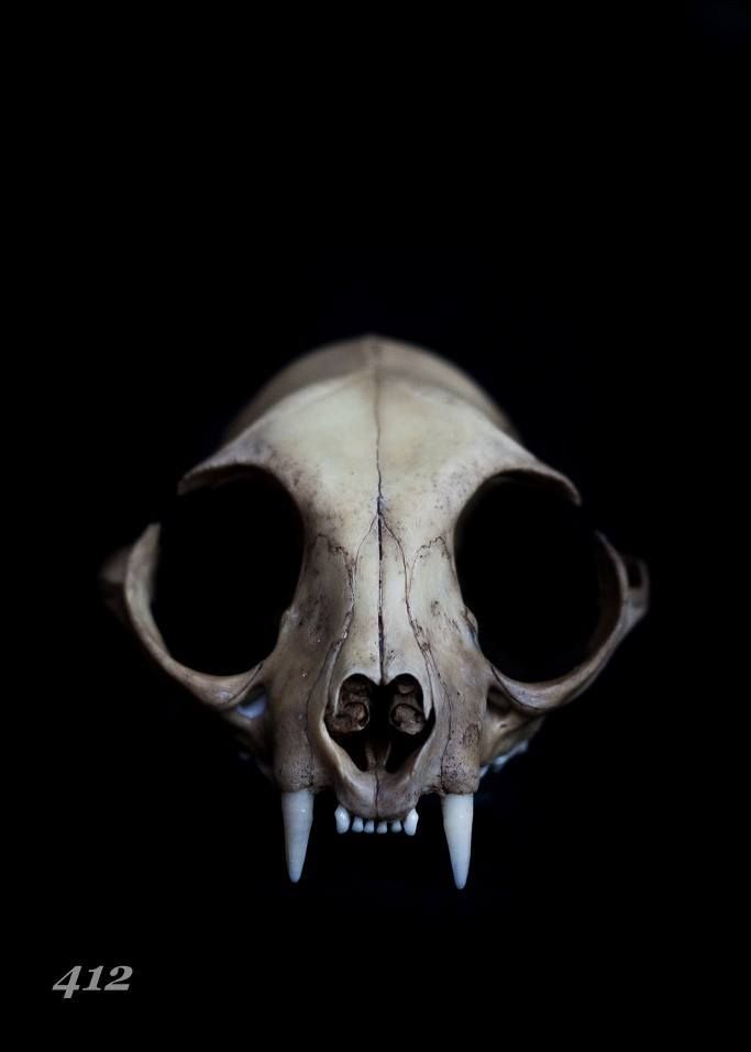 an animal skull with large teeth in the dark