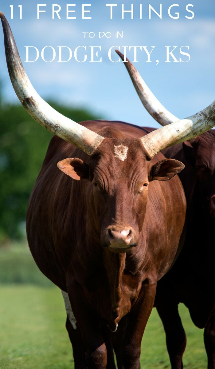 two brown cows with large horns standing in the grass and one is looking at the camera