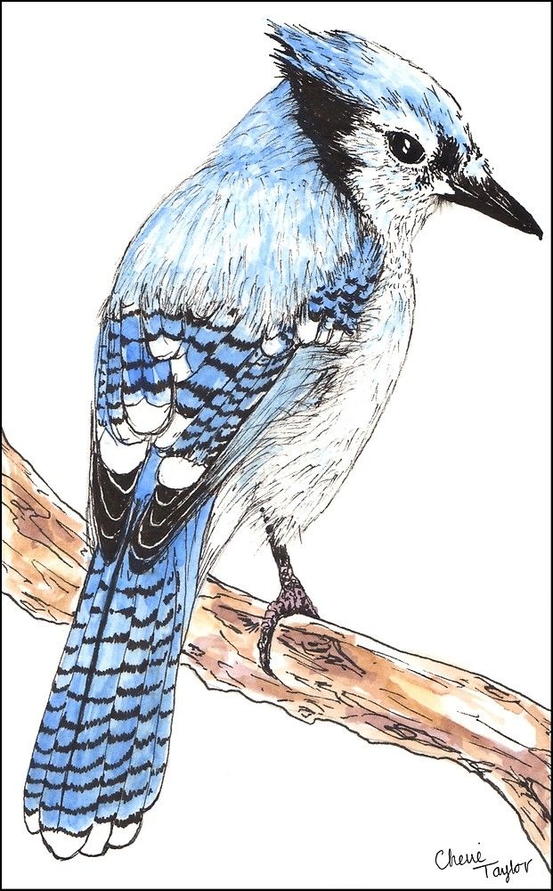 a drawing of a blue jay perched on a branch