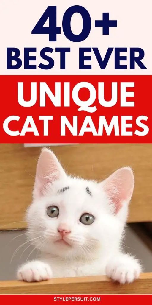 a white cat sitting on top of a wooden table next to a red sign that says 40 + best ever unique cat names