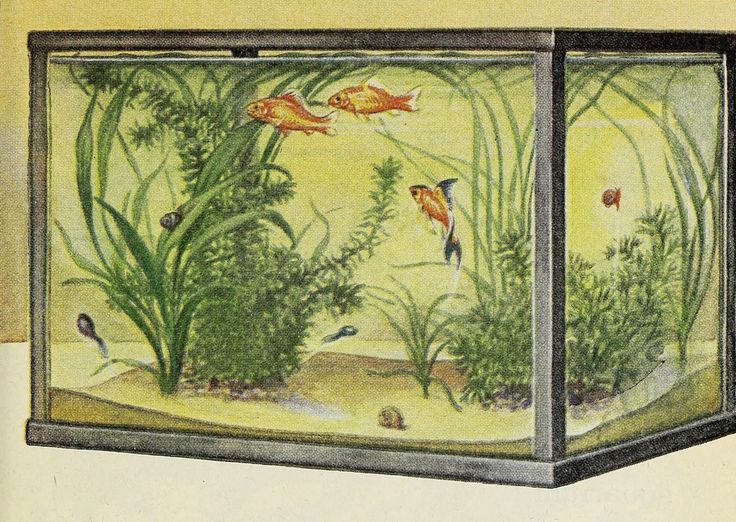 an old book with fish and plants in it