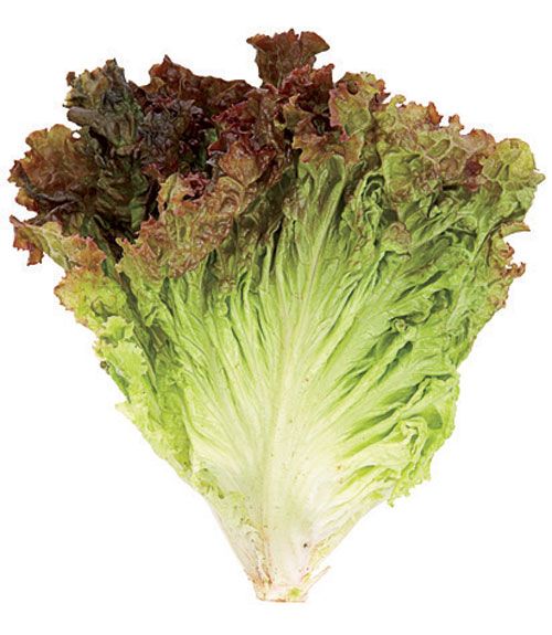 lettuce is shown on a white background