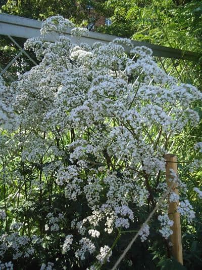 some white flowers are growing in the grass