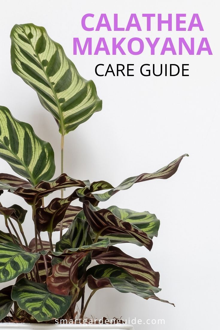 the calathea makoyana care guide