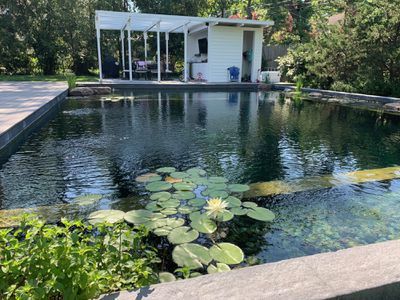 a pond with lily pads in front of a white house and covered patio area next to it