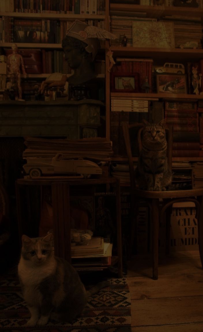 a cat sitting on the floor in front of a bookshelf