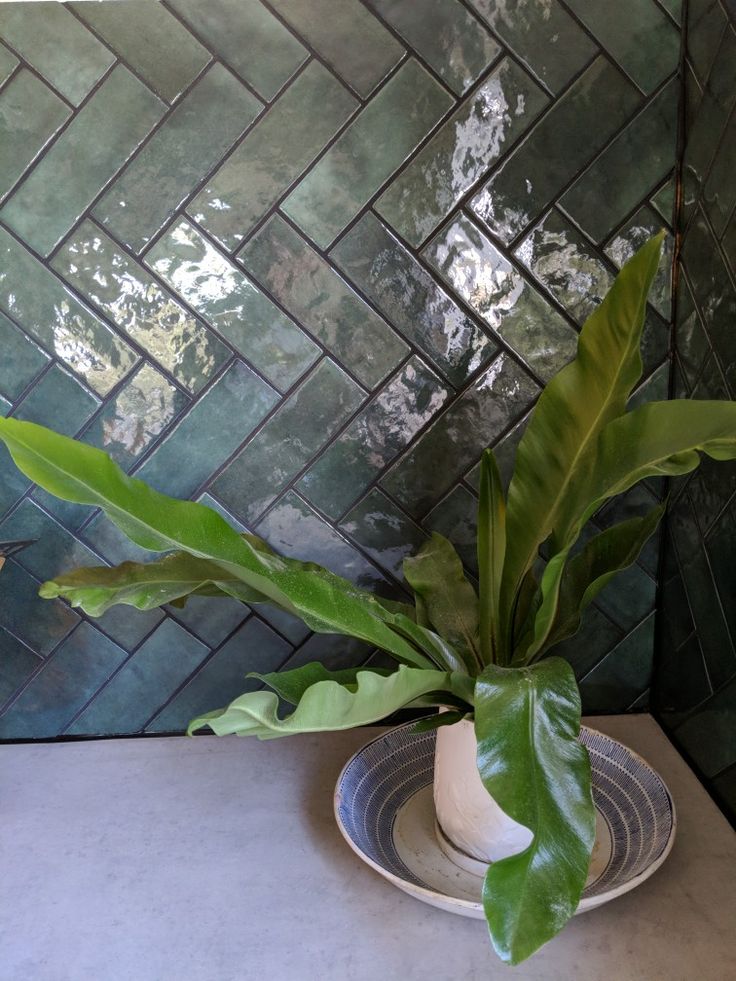 a potted plant sitting on top of a white plate next to a tiled wall