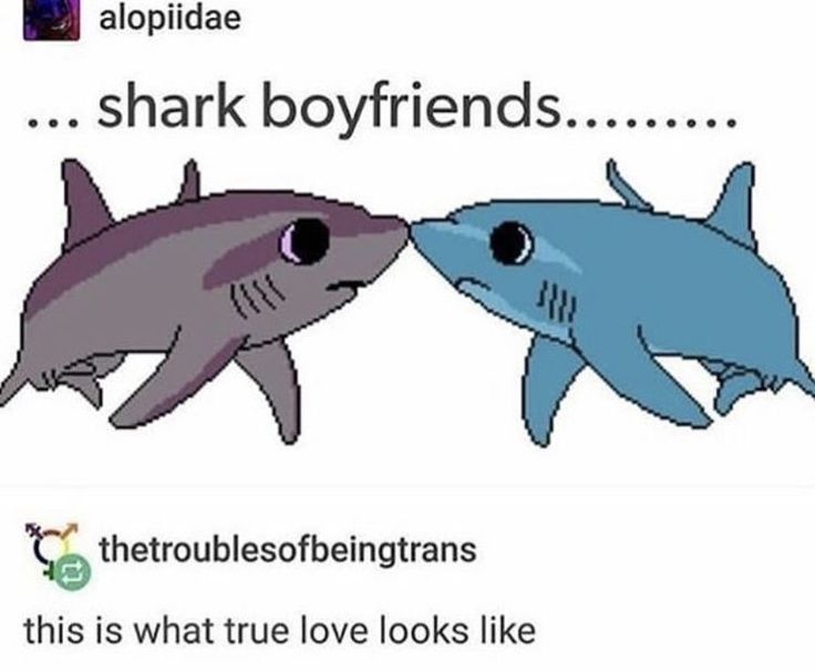 two sharks are facing each other with captioning that reads, shark boyfriends the troubles of beinghans this is what true love looks like