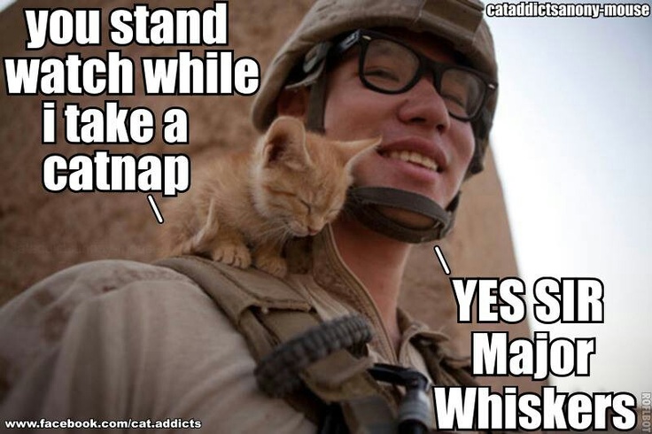 a man wearing a helmet and holding a cat on his shoulder with caption that reads, you stand watch while i take a catap