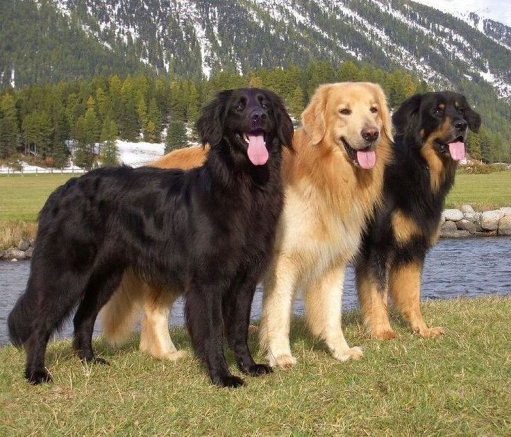 three large dogs standing next to each other in front of a body of water with mountains in the background