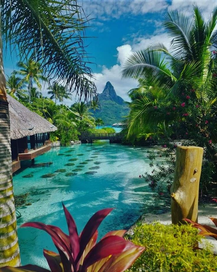 an outdoor swimming pool surrounded by palm trees and greenery in the foreground, with mountains in the distance