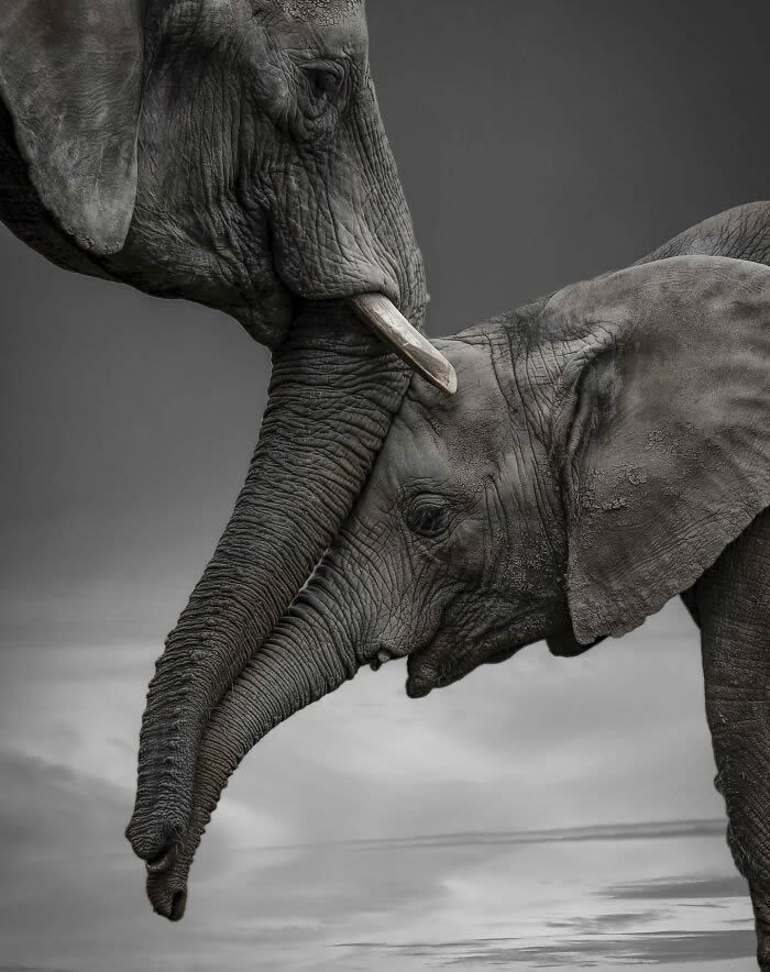 two elephants touching each other with their trunks