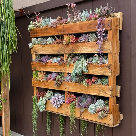 a wooden pallet filled with succulents next to a brown wall and potted plants