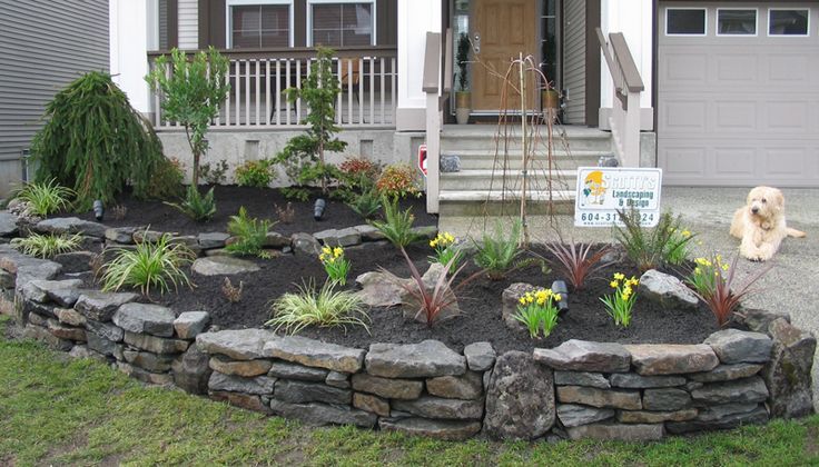 a dog is standing in front of a house with a rock wall and flower bed