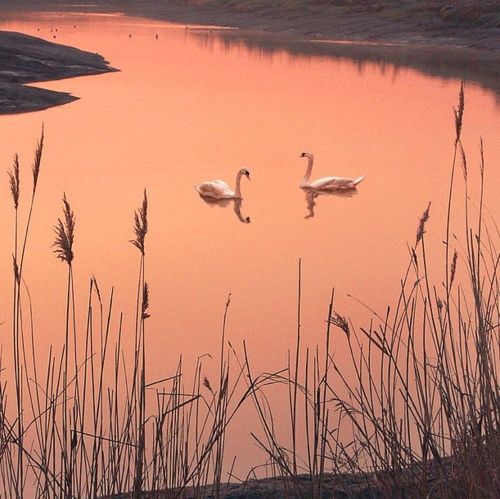 two swans are swimming in the water at sunset or dawn with reeds and grasses