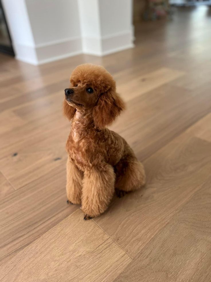 a brown poodle sitting on top of a hard wood floor