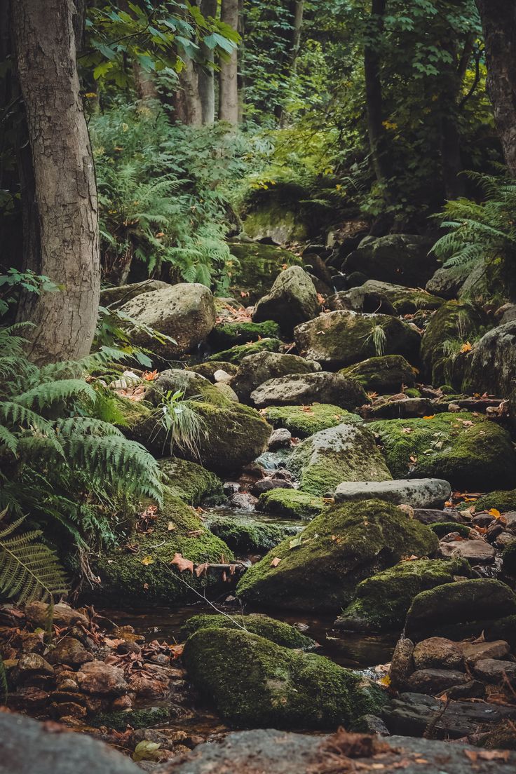 a stream running through a forest filled with lots of green mossy rocks and trees