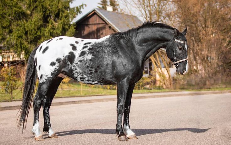 a black and white horse standing on the street