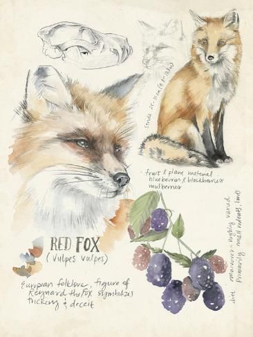 a red fox, an orange fox and grapes on a white background with words written below it