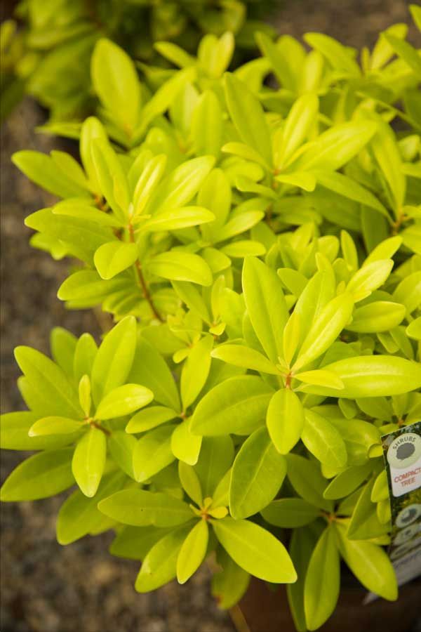 a close up of a plant with green leaves in a pot next to other plants