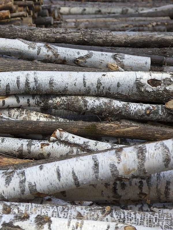 many white birch trees are stacked up together