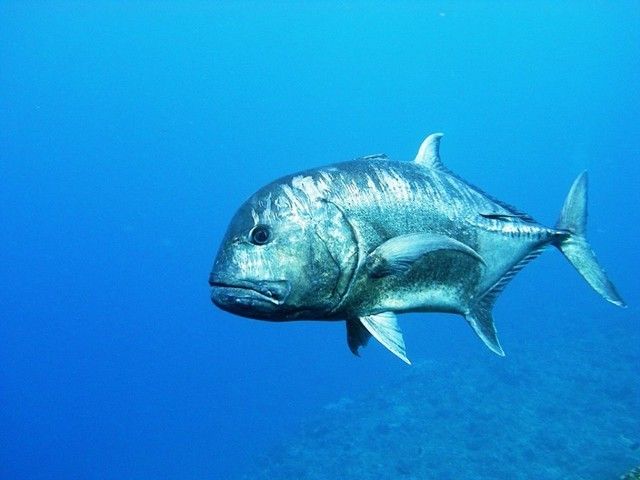 a big fish that is swimming in the blue water with some corals behind it