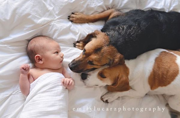 a baby laying next to two dogs on top of a bed