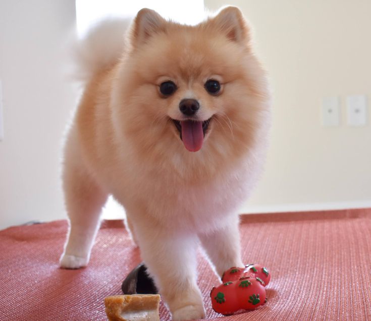 a small dog standing on top of a rug next to a piece of bread and tomatoes