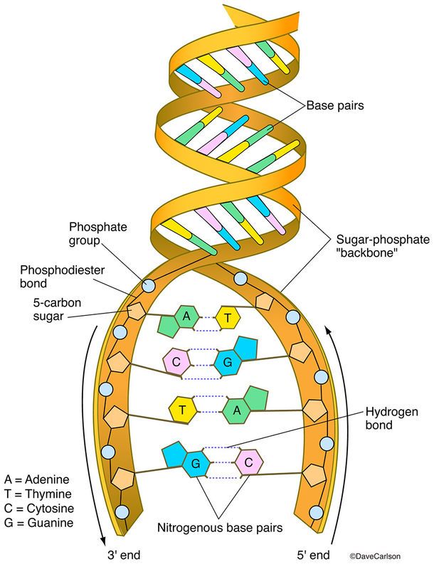 a diagram of the structure of a human cell, with all its components labeled in it