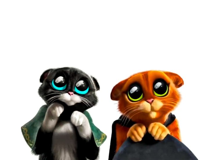 two cats with big blue eyes are standing next to each other and one cat is holding a black bag