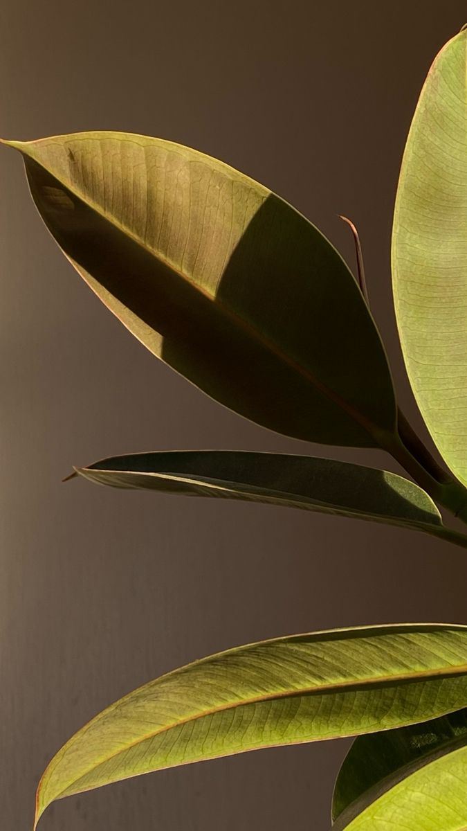 a plant with green leaves in front of a dark background