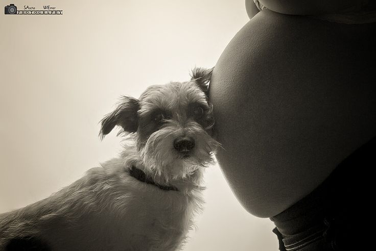 a pregnant woman kissing her dog on the belly