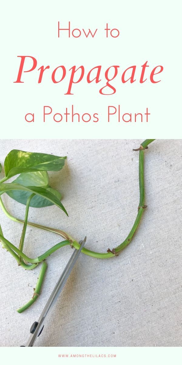 a plant that has been cut in half and is being held by scissors with the words how to propagate a pothos plant