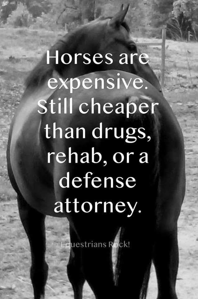 Horse Girl Quotes, Horse Smiling, Sayings About Love, Equine Quotes, Horse Humor, Horse Quotes Funny, Inspirational Horse Quotes, Horse Riding Quotes, Riding Quotes