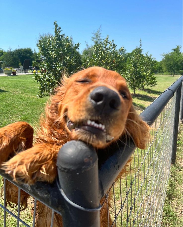 a dog that is sitting on top of a metal fence with his head sticking out