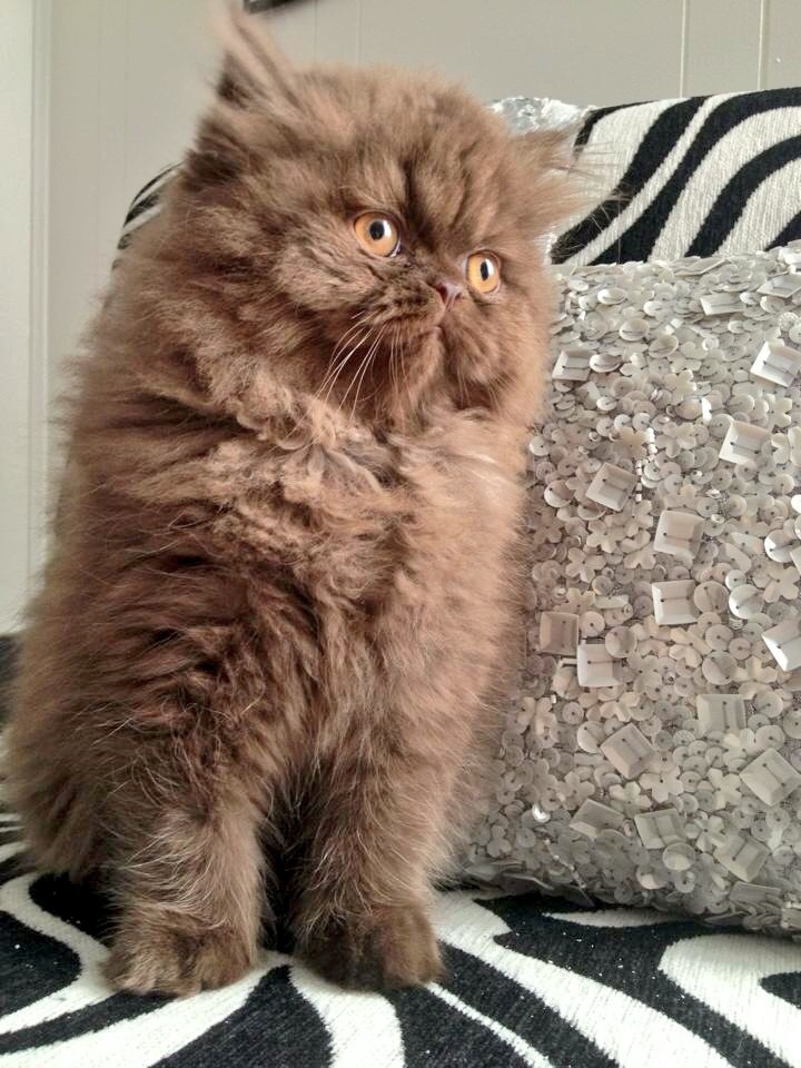 a fluffy brown cat sitting on top of a zebra print cushion next to a pillow