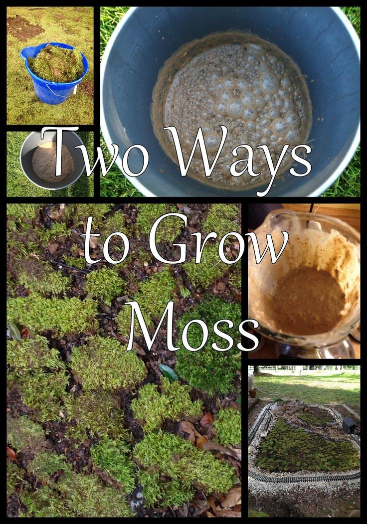 there are many different pictures with moss growing in the soil and on the ground,