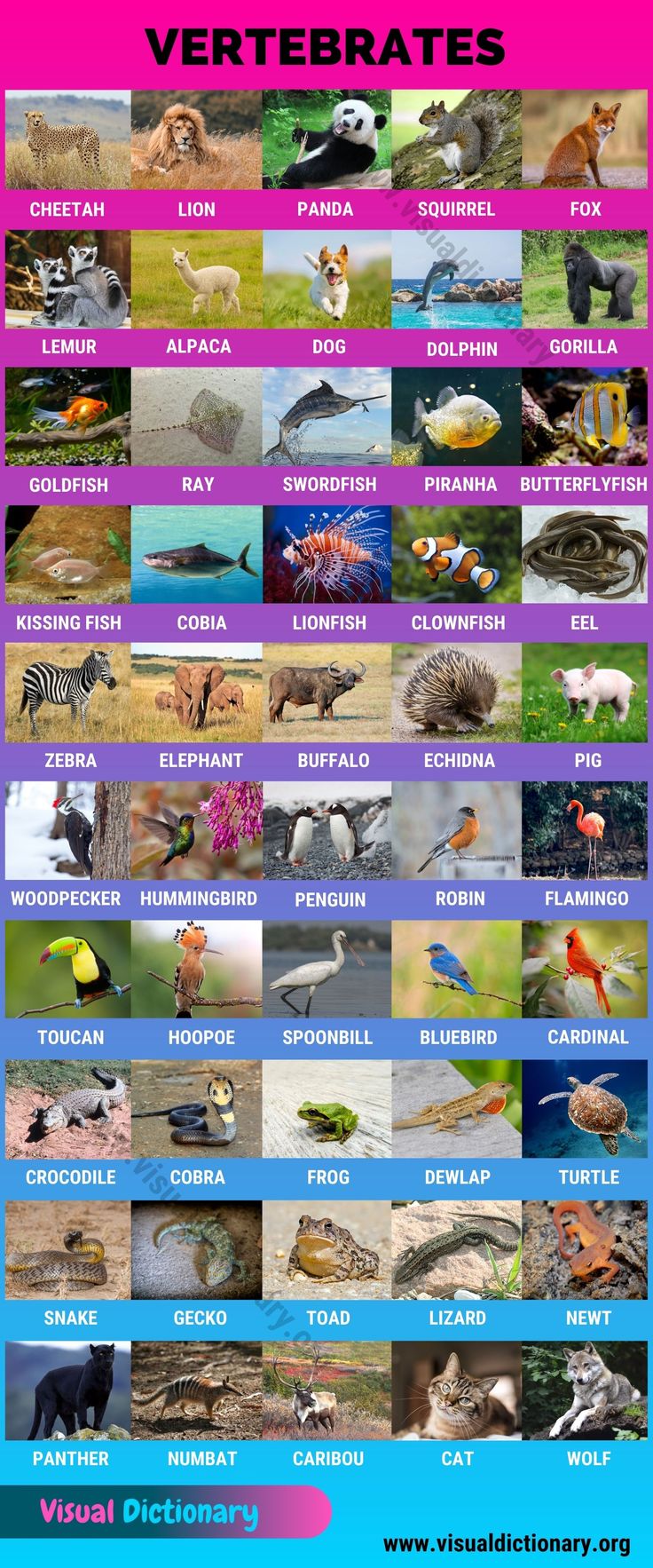 a poster showing different types of birds and animals in the wild, with caption below