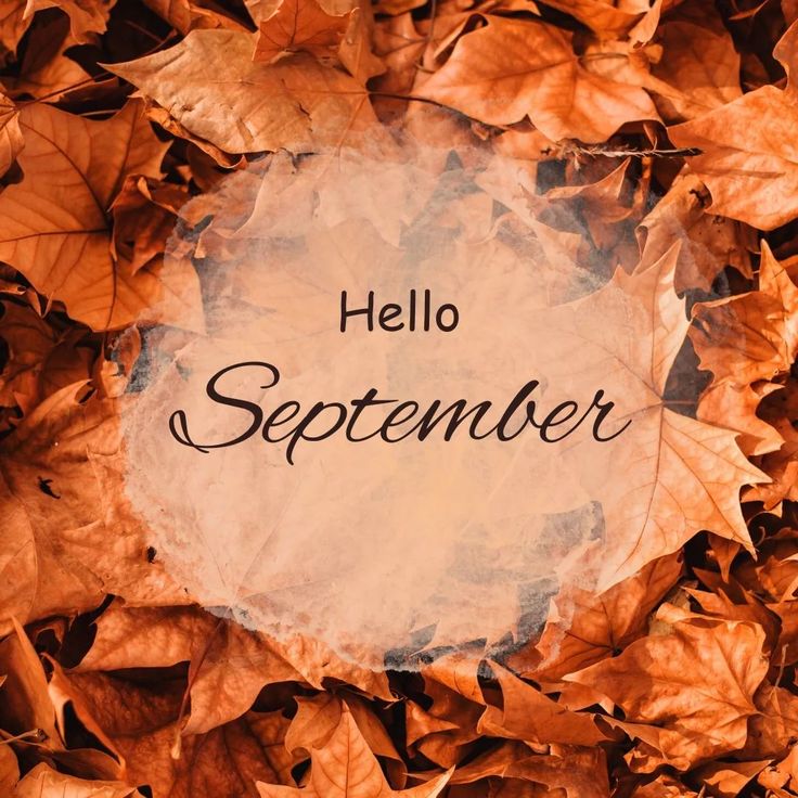 the words hello november are surrounded by leaves