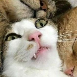 two cats laying next to each other on top of one another with their mouths open