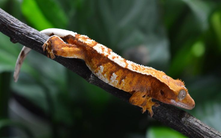 an orange and white gecko sitting on top of a tree branch