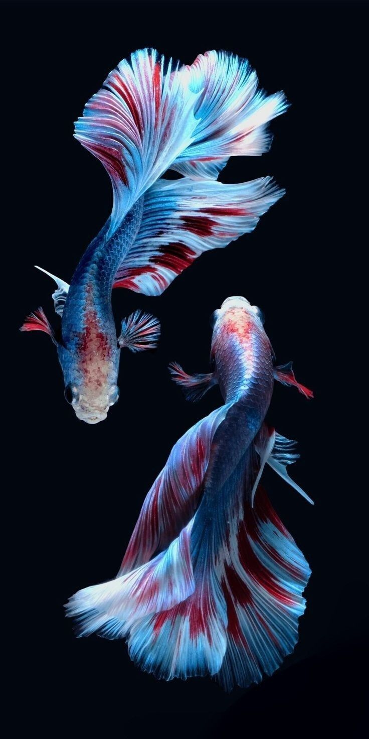 two siamese fish with red, white and blue tails